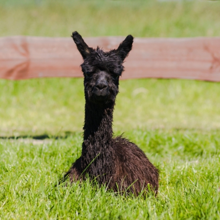 krystian-borys-true-black-samiec-alpaka