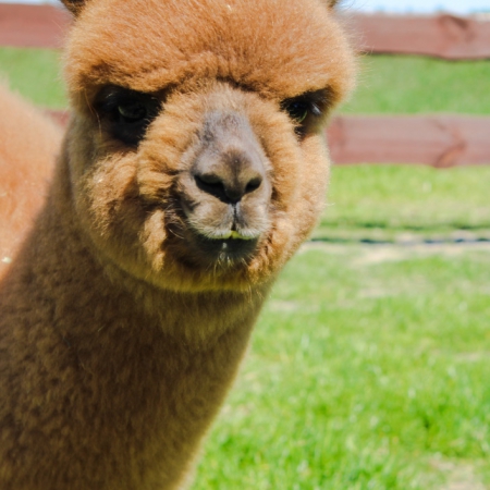 aisha-alpaka-samica-huacaya-2020