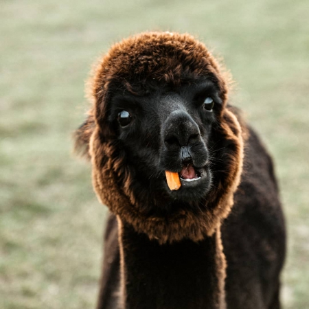 alpaka-czarek-samiec-2019