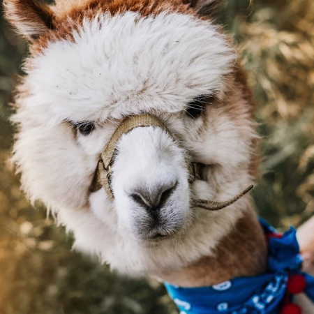 alpaka-czeslaw-samiec-2018-boski-kadr