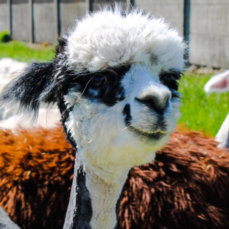 alpaka-kalina-samica-2018