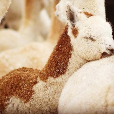 alpaka-milka-samica-huacya-2020