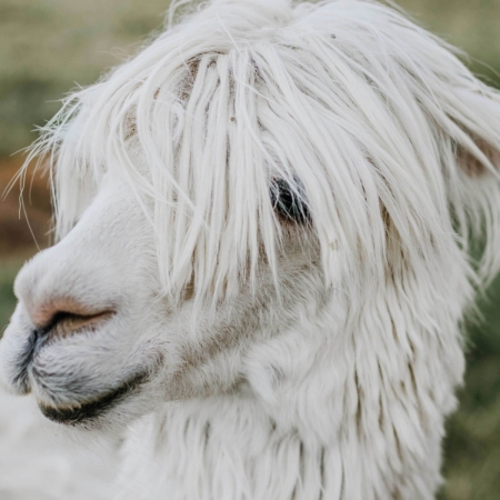 alpaka-ola-samica-suri-2017