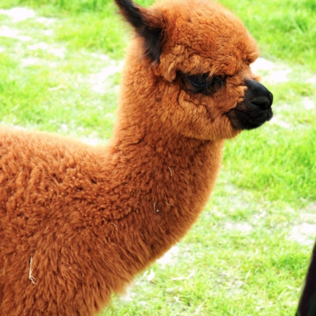 alpaka-saymon-samiec-huacaya-2020
