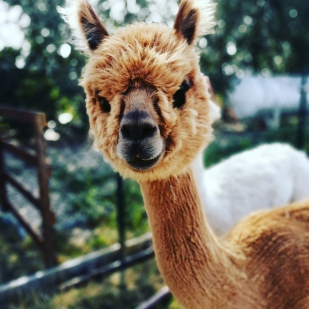 princessa-ulubienica-gosci-alpaki-u-agi