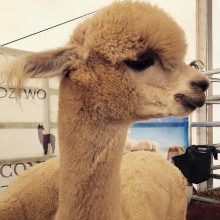 teno-alpaka-huacaya-samiec-2017